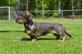 BIS 4 SD Sätila -25 DSC_1764.JPG