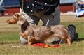 BIR LD Vårgårda -26 DSC_1136.JPG